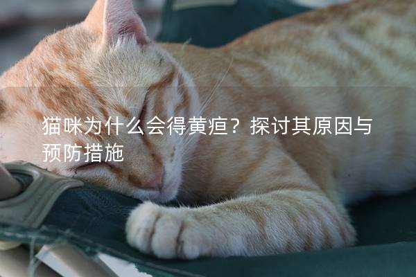 猫咪为什么会得黄疸？探讨其原因与预防措施