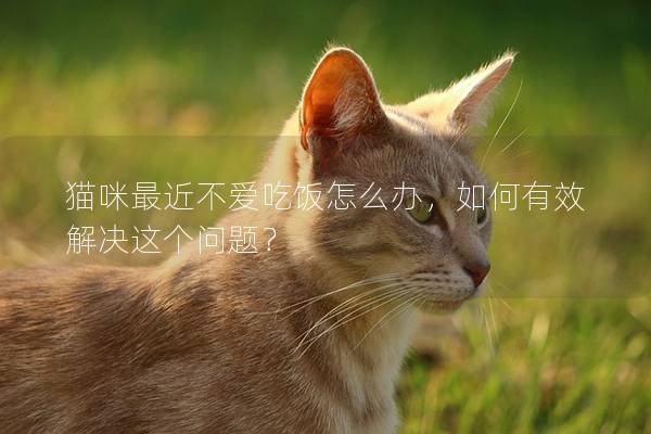 猫咪最近不爱吃饭怎么办，如何有效解决这个问题？