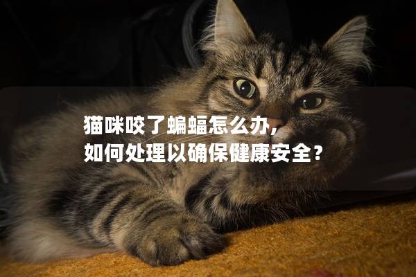 猫咪咬了蝙蝠怎么办, 如何处理以确保健康安全？