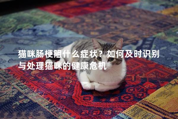 猫咪肠梗阻什么症状？如何及时识别与处理猫咪的健康危机