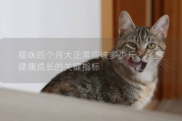 猫咪四个月大正常应该多少斤？了解健康成长的关键指标