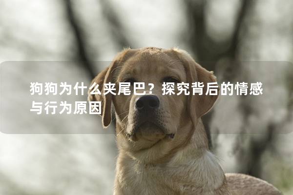 狗狗为什么夹尾巴？探究背后的情感与行为原因