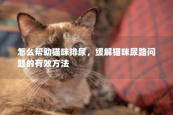 怎么帮助猫咪排尿，缓解猫咪尿路问题的有效方法