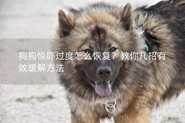 狗狗惊吓过度怎么恢复？教你几招有效缓解方法