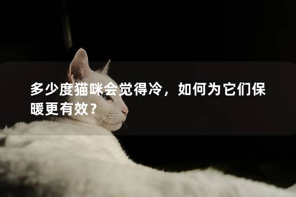 多少度猫咪会觉得冷，如何为它们保暖更有效？