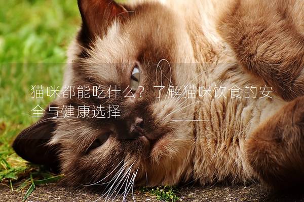 猫咪都能吃什么？了解猫咪饮食的安全与健康选择