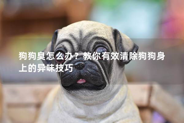 狗狗臭怎么办？教你有效清除狗狗身上的异味技巧