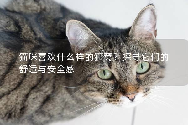 猫咪喜欢什么样的猫窝？探寻它们的舒适与安全感