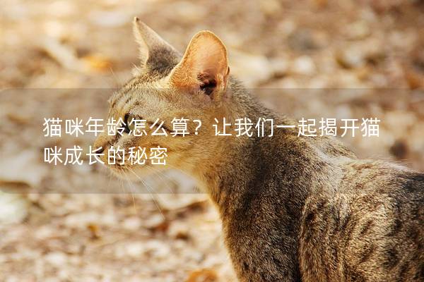 猫咪年龄怎么算？让我们一起揭开猫咪成长的秘密