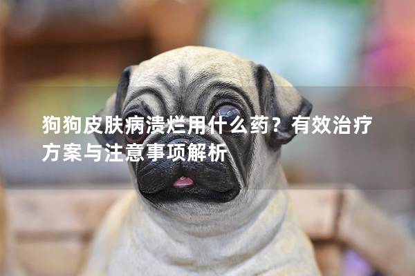 狗狗皮肤病溃烂用什么药？有效治疗方案与注意事项解析