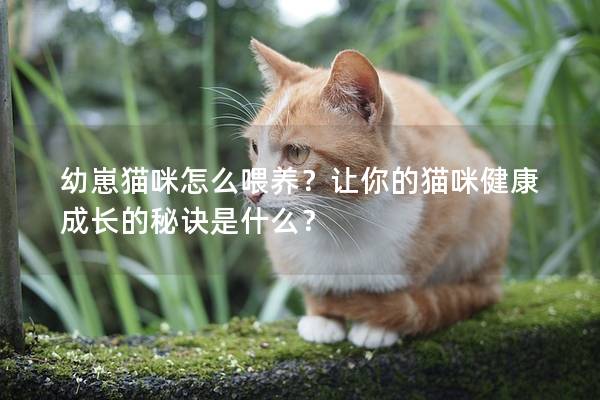 幼崽猫咪怎么喂养？让你的猫咪健康成长的秘诀是什么？