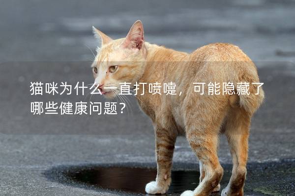 猫咪为什么一直打喷嚏，可能隐藏了哪些健康问题？