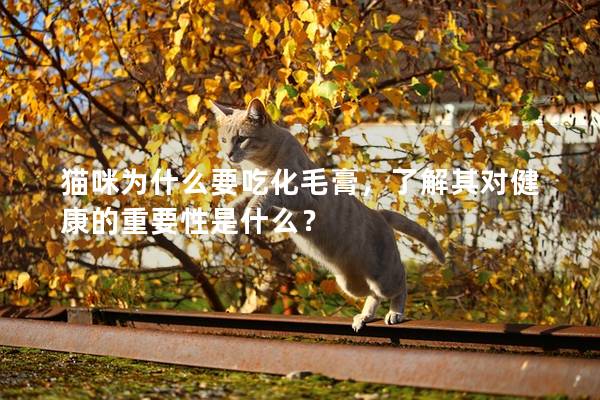 猫咪为什么要吃化毛膏，了解其对健康的重要性是什么？