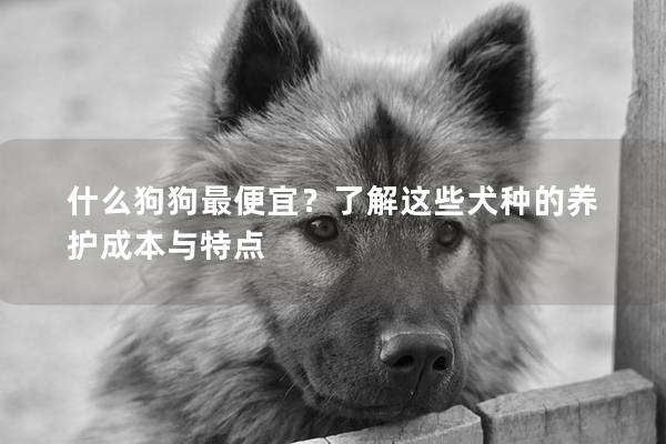 什么狗狗最便宜？了解这些犬种的养护成本与特点