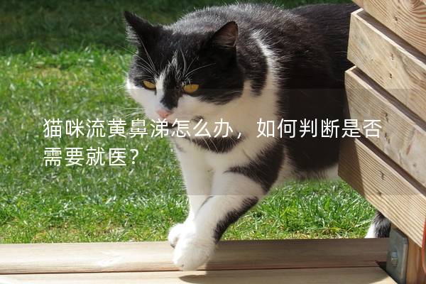 猫咪流黄鼻涕怎么办，如何判断是否需要就医？