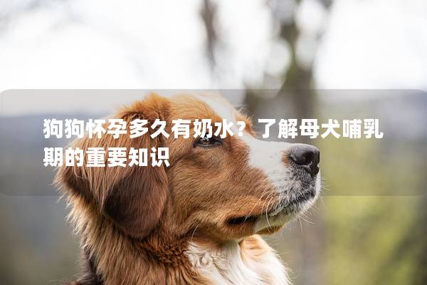 狗狗怀孕多久有奶水？了解母犬哺乳期的重要知识