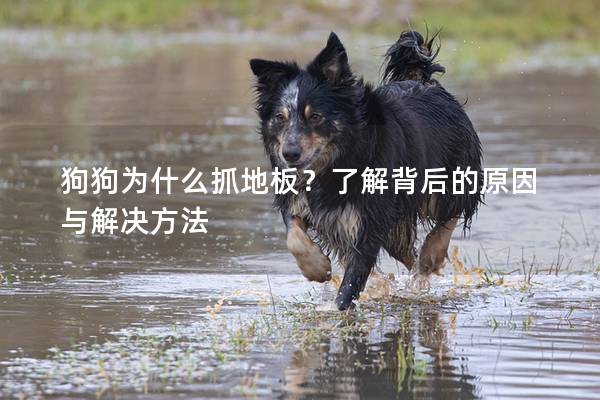 狗狗为什么抓地板？了解背后的原因与解决方法