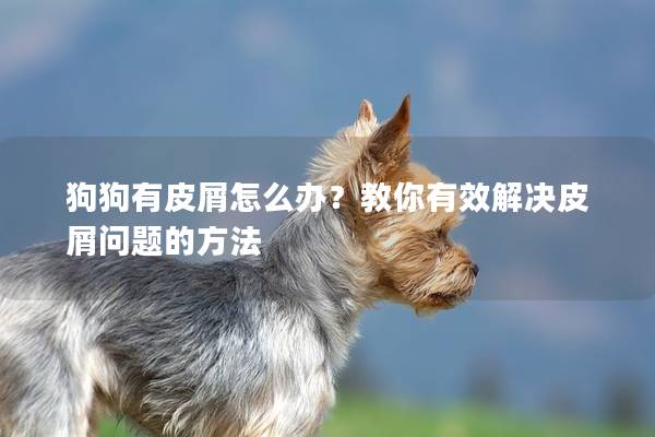 狗狗有皮屑怎么办？教你有效解决皮屑问题的方法