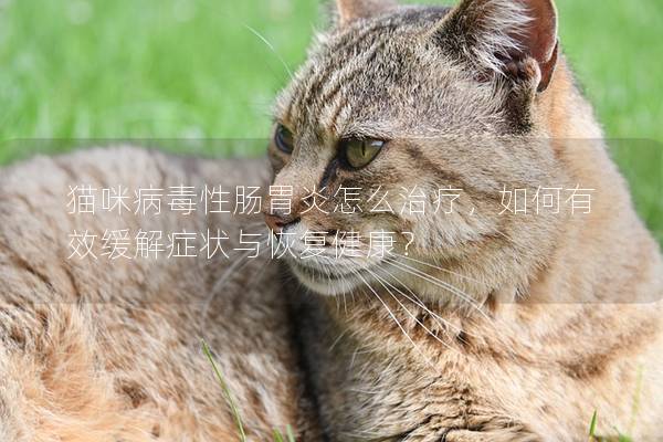 猫咪病毒性肠胃炎怎么治疗，如何有效缓解症状与恢复健康？