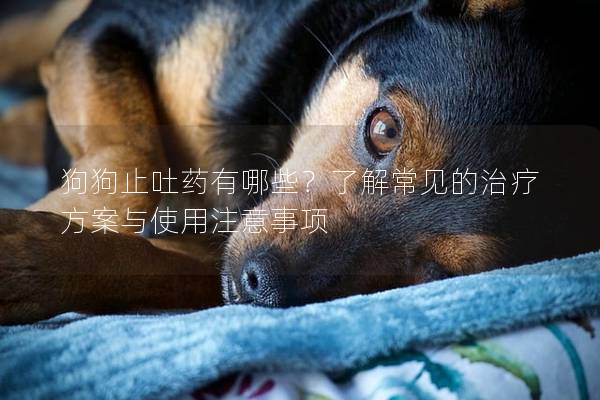 狗狗止吐药有哪些？了解常见的治疗方案与使用注意事项