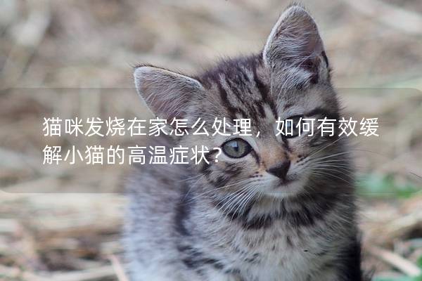 猫咪发烧在家怎么处理，如何有效缓解小猫的高温症状？