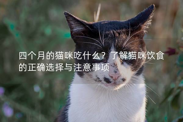 四个月的猫咪吃什么？了解猫咪饮食的正确选择与注意事项