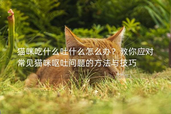 猫咪吃什么吐什么怎么办？教你应对常见猫咪呕吐问题的方法与技巧