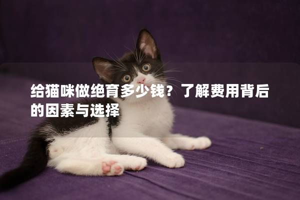 给猫咪做绝育多少钱？了解费用背后的因素与选择