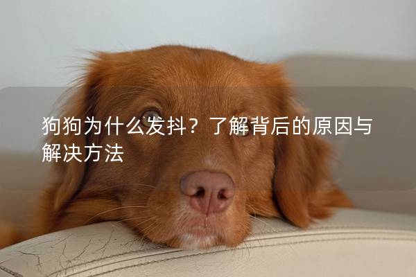 狗狗为什么发抖？了解背后的原因与解决方法