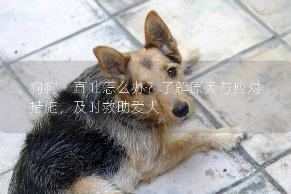 狗狗一直吐怎么办？了解原因与应对措施，及时救助爱犬