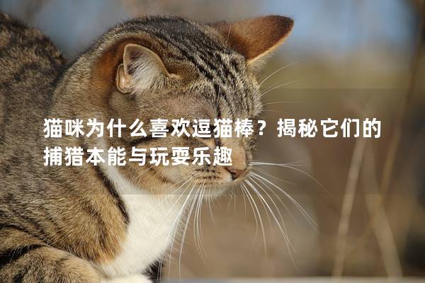 猫咪为什么喜欢逗猫棒？揭秘它们的捕猎本能与玩耍乐趣