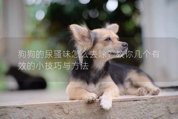 狗狗的尿骚味怎么去除？教你几个有效的小技巧与方法