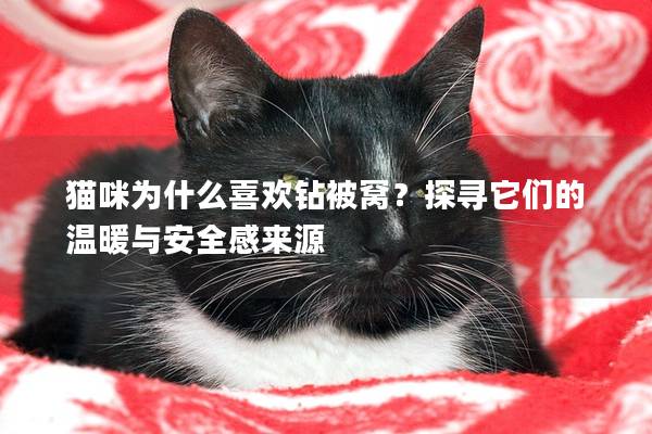 猫咪为什么喜欢钻被窝？探寻它们的温暖与安全感来源