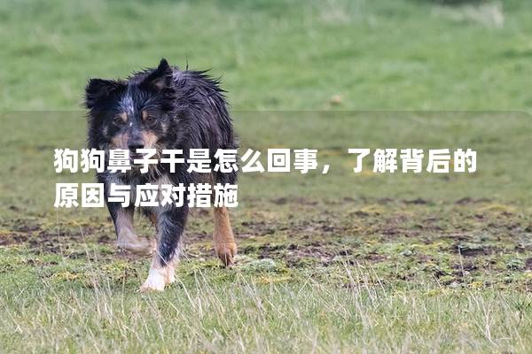 狗狗鼻子干是怎么回事，了解背后的原因与应对措施