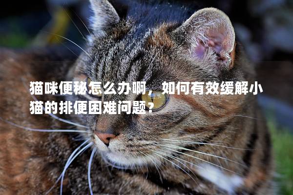 猫咪便秘怎么办啊，如何有效缓解小猫的排便困难问题？