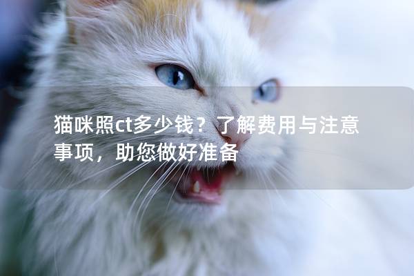 猫咪照ct多少钱？了解费用与注意事项，助您做好准备