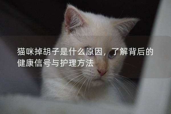 猫咪掉胡子是什么原因，了解背后的健康信号与护理方法