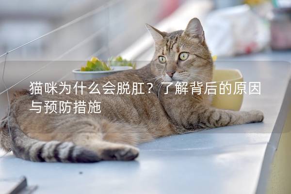 猫咪为什么会脱肛？了解背后的原因与预防措施