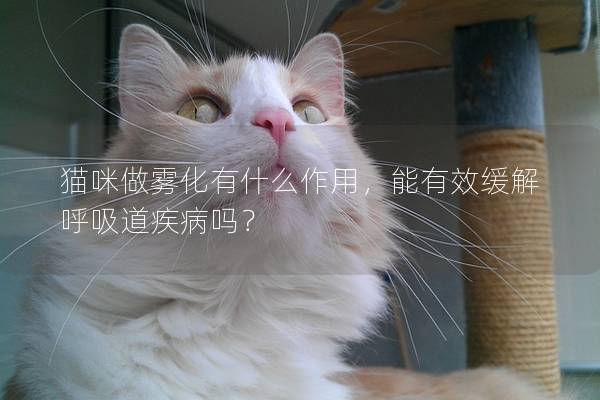 猫咪做雾化有什么作用，能有效缓解呼吸道疾病吗？