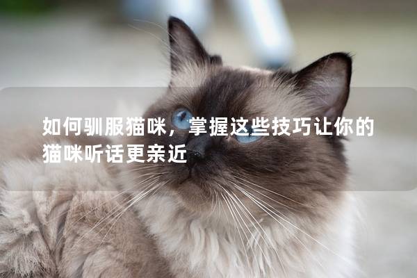 如何驯服猫咪，掌握这些技巧让你的猫咪听话更亲近