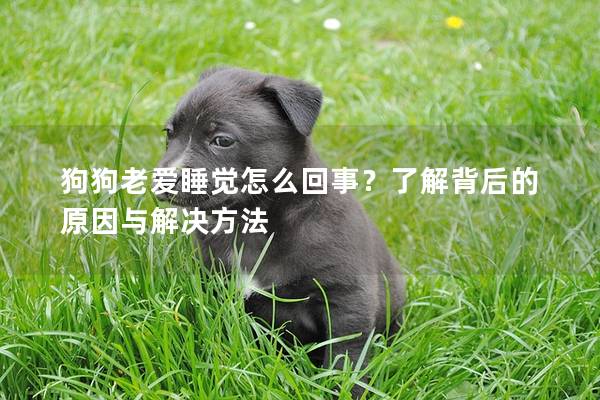 狗狗老爱睡觉怎么回事？了解背后的原因与解决方法