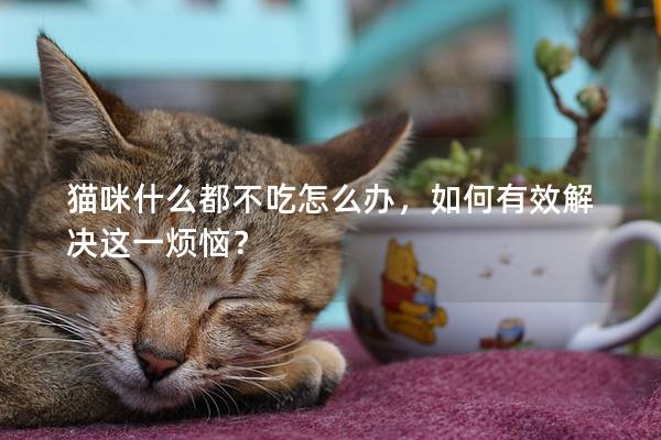 猫咪什么都不吃怎么办，如何有效解决这一烦恼？