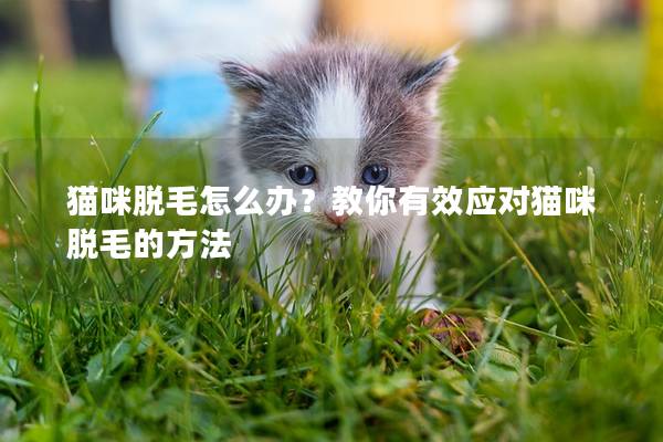 猫咪脱毛怎么办？教你有效应对猫咪脱毛的方法