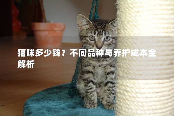 猫咪多少钱？不同品种与养护成本全解析