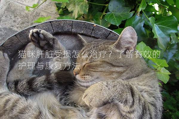 猫咪肝脏受损怎么治疗？了解有效的护理与康复方法