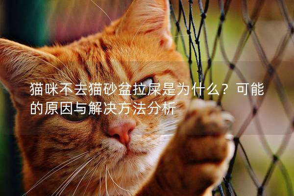 猫咪不去猫砂盆拉屎是为什么？可能的原因与解决方法分析