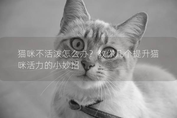 猫咪不活泼怎么办？教你几个提升猫咪活力的小妙招