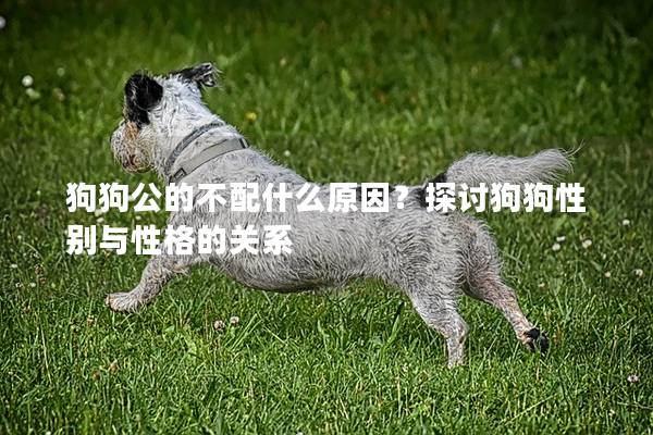 狗狗公的不配什么原因？探讨狗狗性别与性格的关系