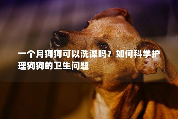 一个月狗狗可以洗澡吗？如何科学护理狗狗的卫生问题