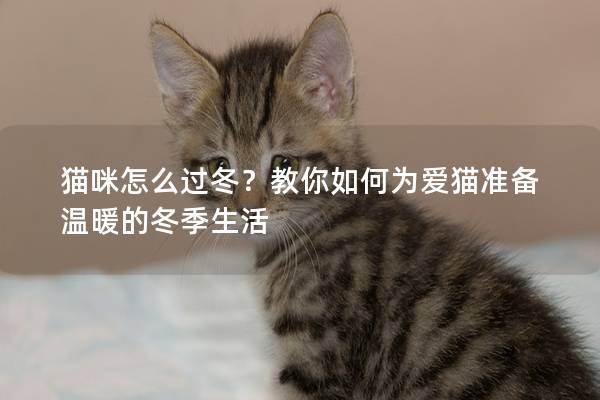 猫咪怎么过冬？教你如何为爱猫准备温暖的冬季生活